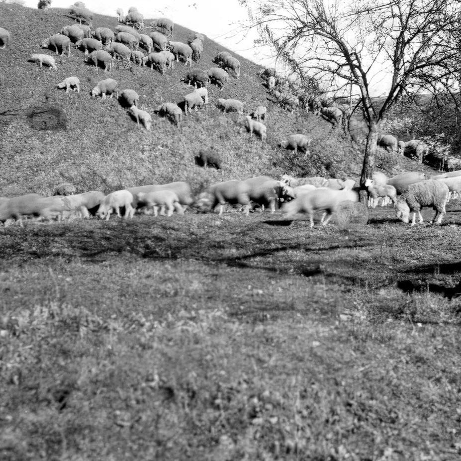 ????: Schafe bei der heutigen Deponie an der Gemeindeverbindungsstraße nach Oferdingen (Quelle: Gerhard Müllerschön)