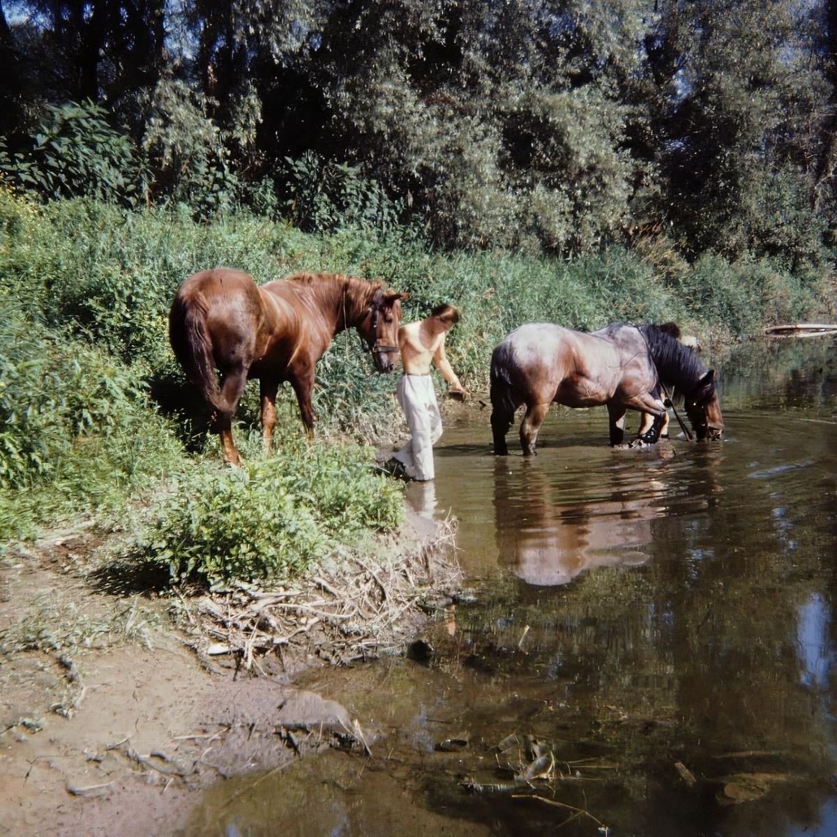 1972: Abkühlung der Pferde im Neckar, Werner Oswald und Gehard Müllerschön 1972 (Quelle: Manfred Knecht)