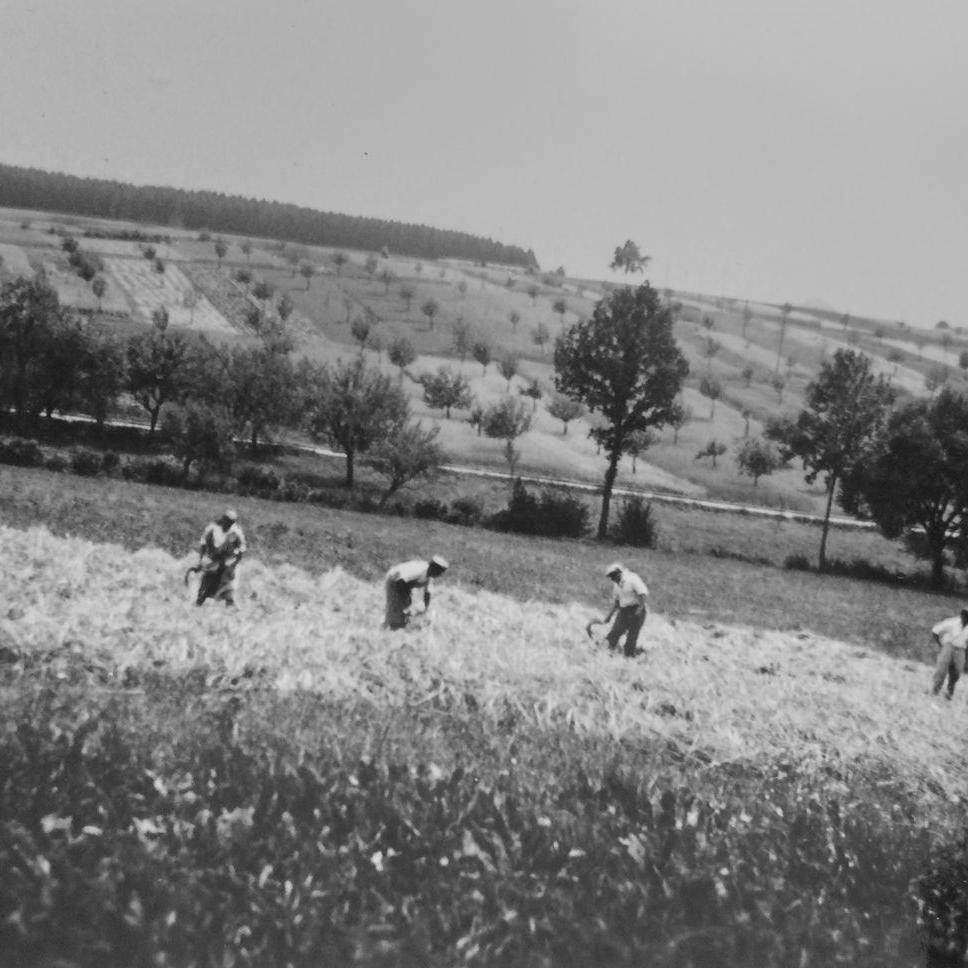 1934: Getreideernte"Im Paradies" Familie Schlotterbeck (Quelle: Manfred Knecht)